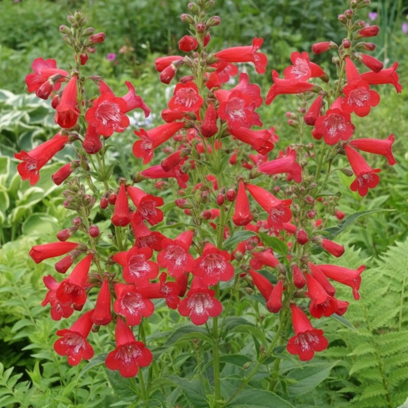 Penstemon rouge